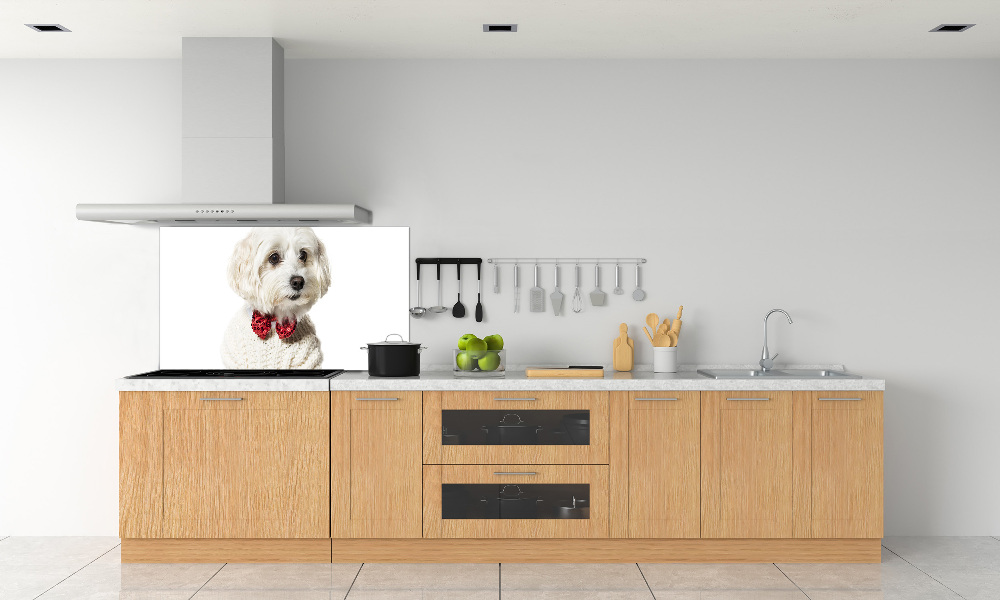 Cooker splashback Maltese in a bow tie