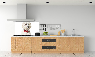 Cooker splashback Maltese in a bow tie