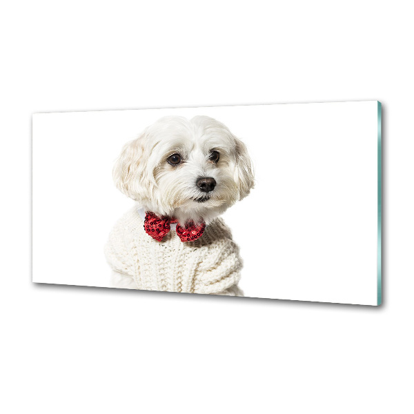 Cooker splashback Maltese in a bow tie