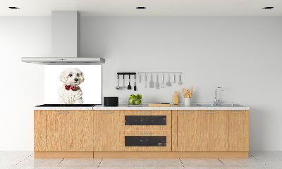 Cooker splashback Maltese in a bow tie