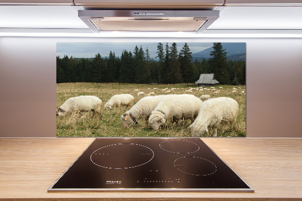 Cooker splashback Grazing sheep