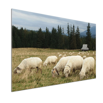 Cooker splashback Grazing sheep