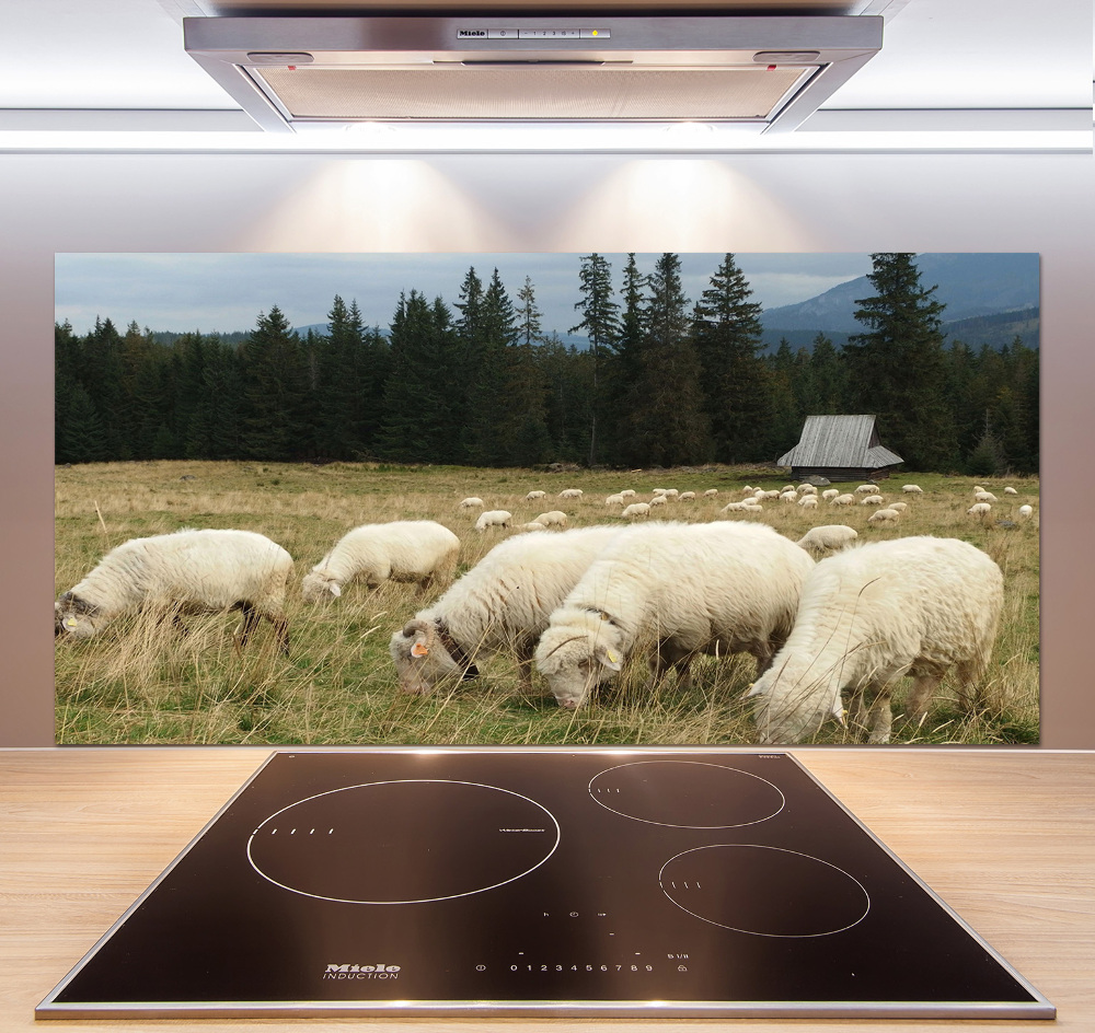 Cooker splashback Grazing sheep