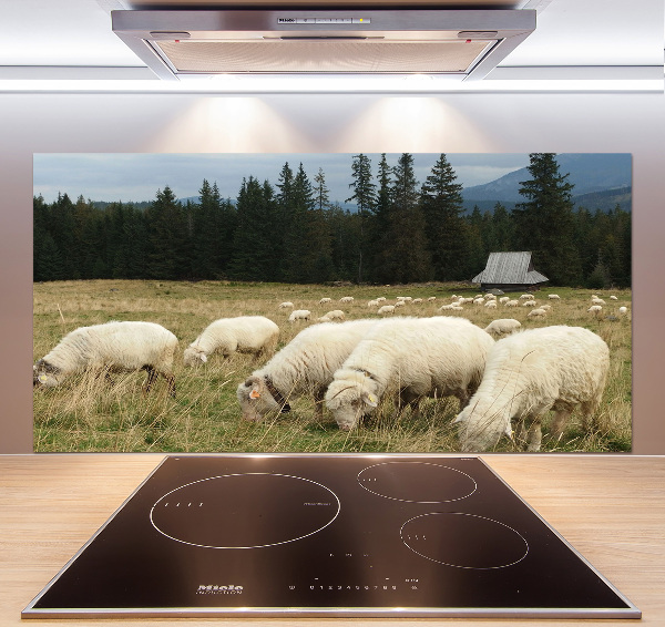 Cooker splashback Grazing sheep