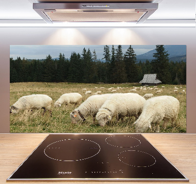 Cooker splashback Grazing sheep