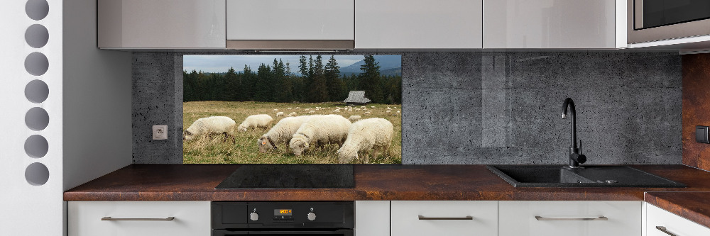 Cooker splashback Grazing sheep