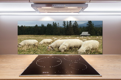 Cooker splashback Grazing sheep