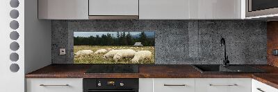 Cooker splashback Grazing sheep