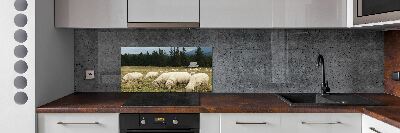 Cooker splashback Grazing sheep