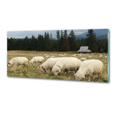 Cooker splashback Grazing sheep