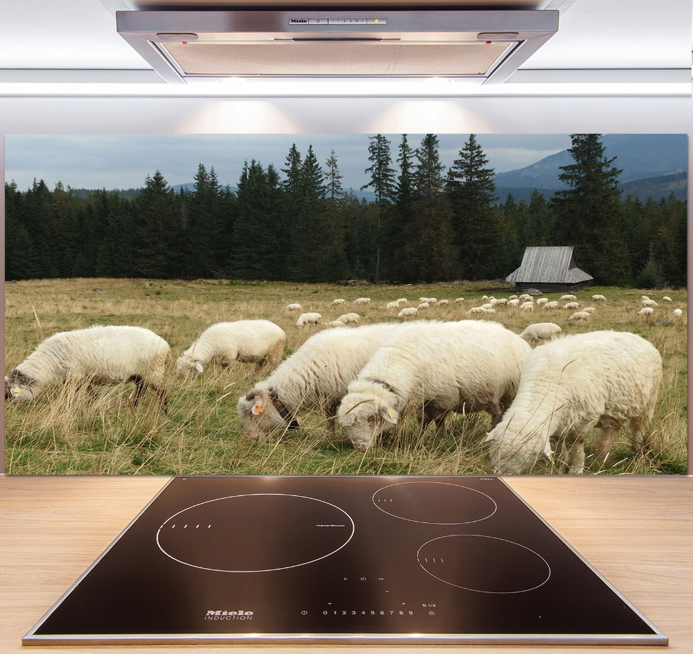 Cooker splashback Grazing sheep