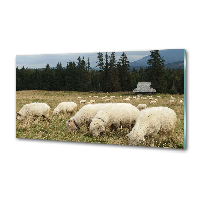 Cooker splashback Grazing sheep