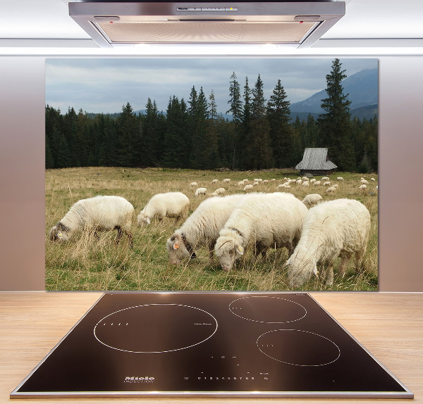 Cooker splashback Grazing sheep