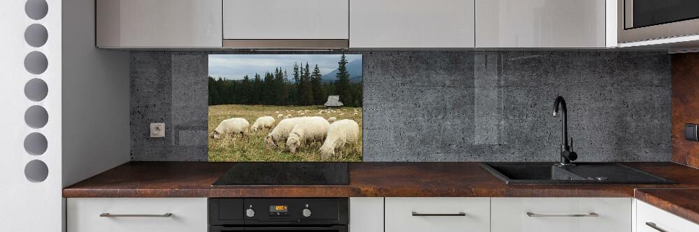 Cooker splashback Grazing sheep