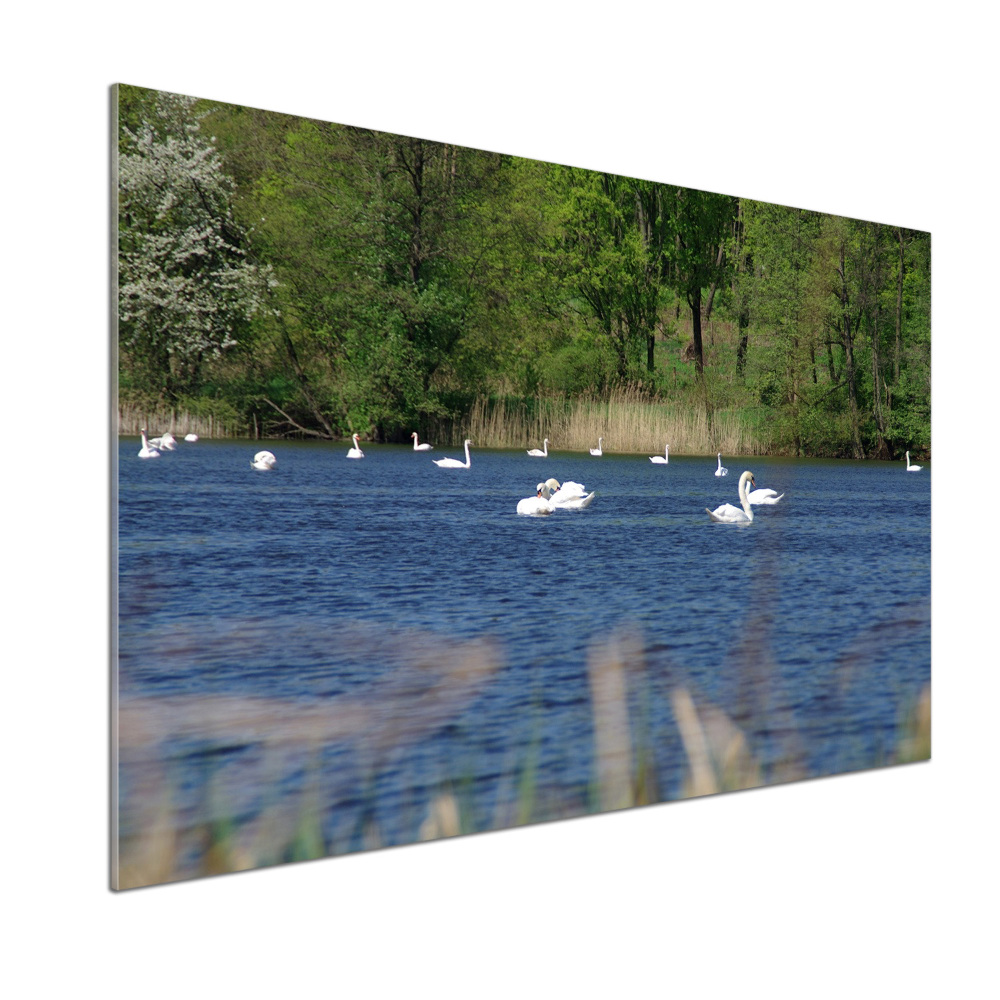 Cooker splashback White swans