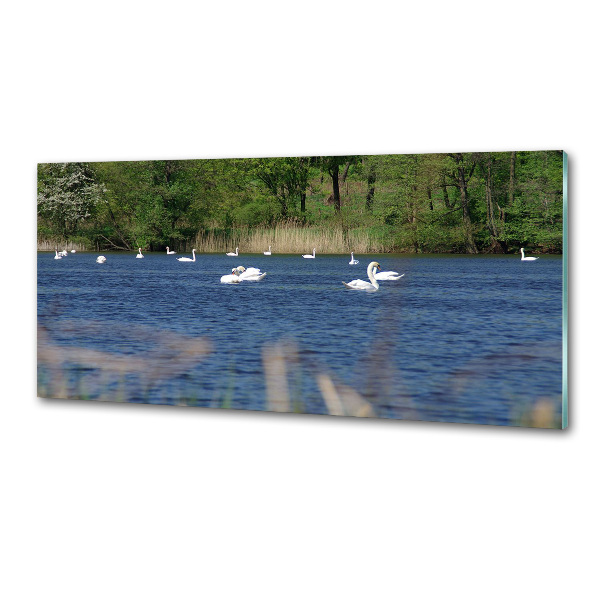 Cooker splashback White swans