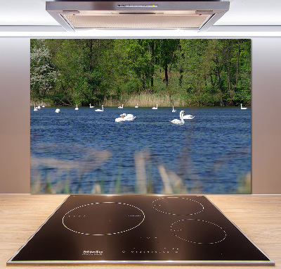 Cooker splashback White swans