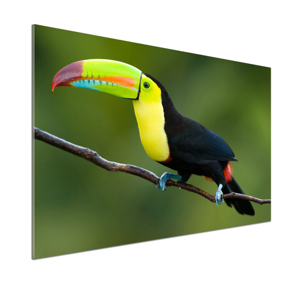 Cooker splashback Toucan