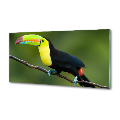 Cooker splashback Toucan