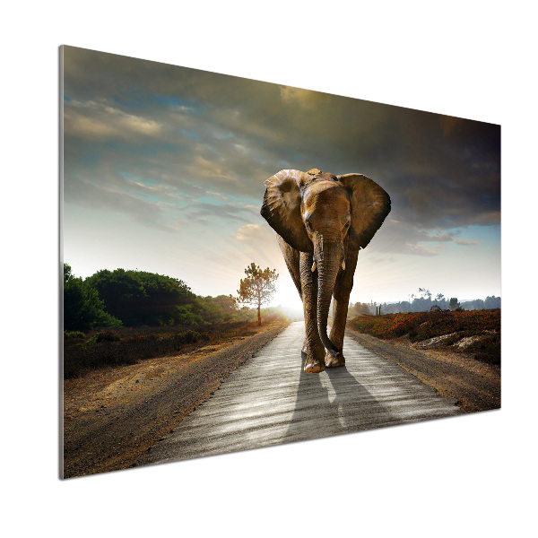 Cooker splashback Walking the elephant