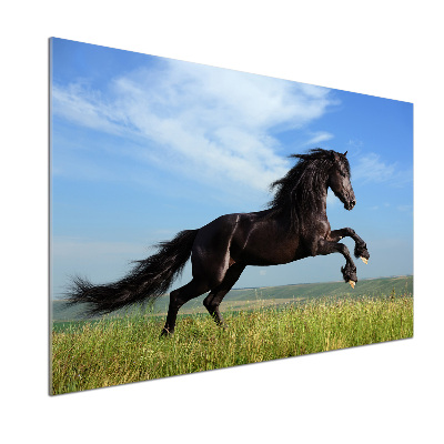 Cooker splashback Black horse in the meadow