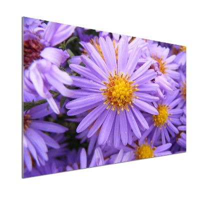 Cooker splashback Asters