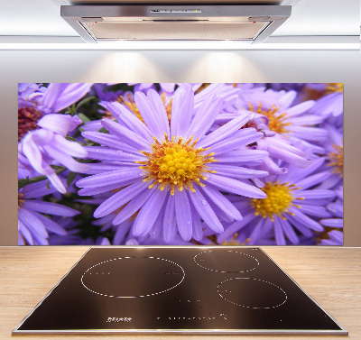 Cooker splashback Asters