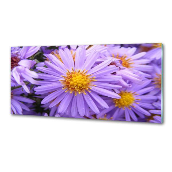 Cooker splashback Asters