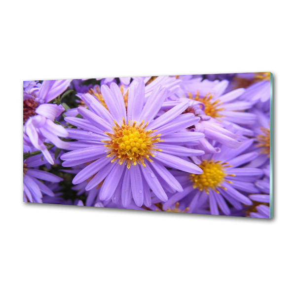 Cooker splashback Asters