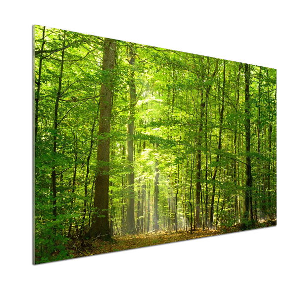 Cooker splashback Deciduous forest