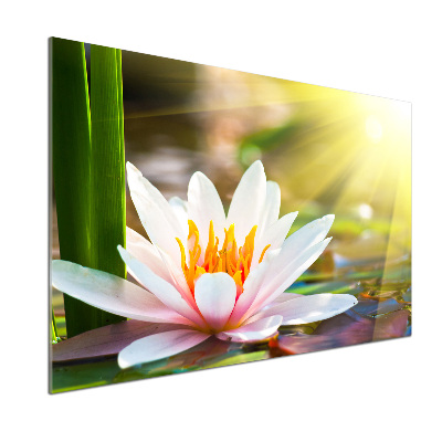 Cooker splashback water lily