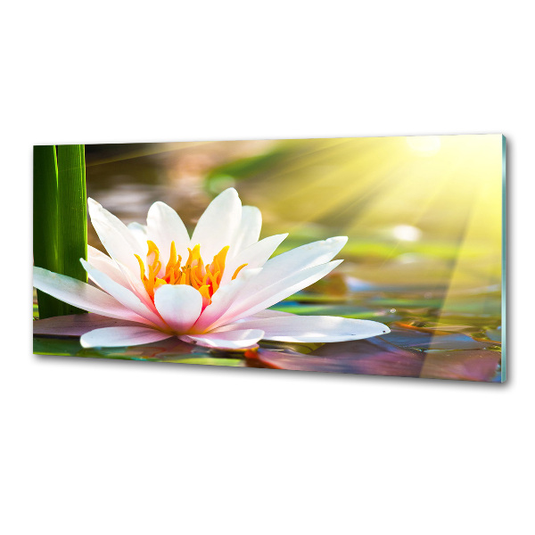 Cooker splashback water lily