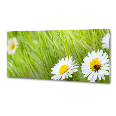 Cooker splashback Daisy