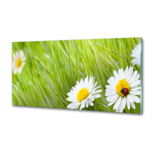 Cooker splashback Daisy