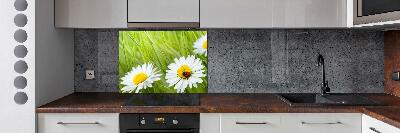 Cooker splashback Daisy