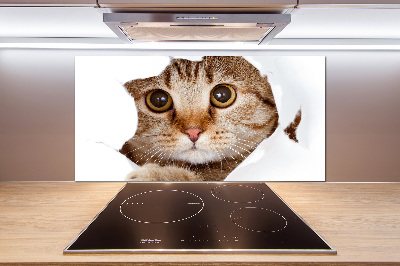 Kitchen splashback Cat