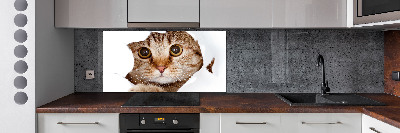 Kitchen splashback Cat