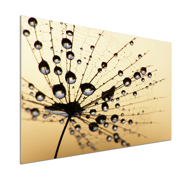 Cooker splashback Dandelion seed