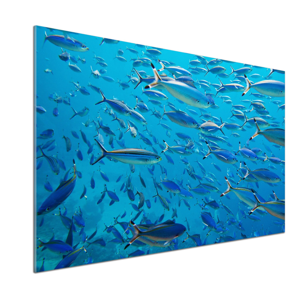 Glass splashback Coral fish