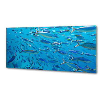 Glass splashback Coral fish