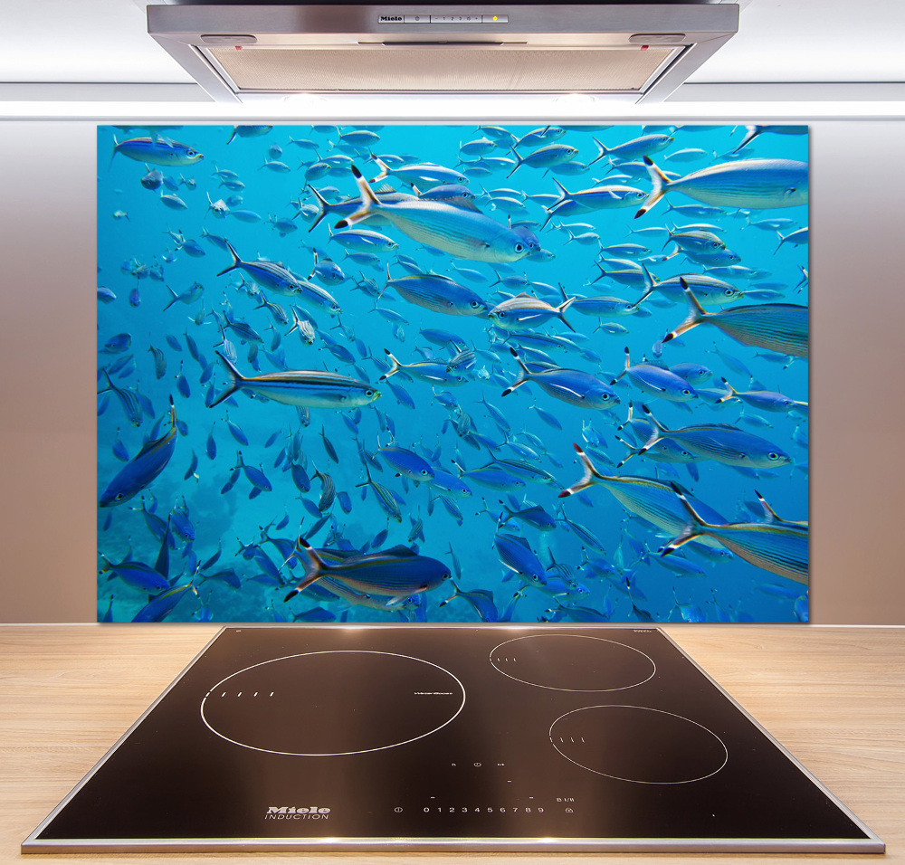 Glass splashback Coral fish