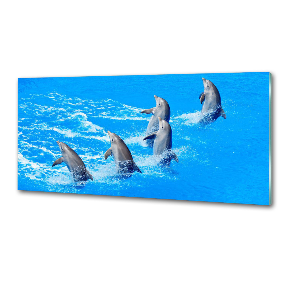 Cooker splashback Dolphins