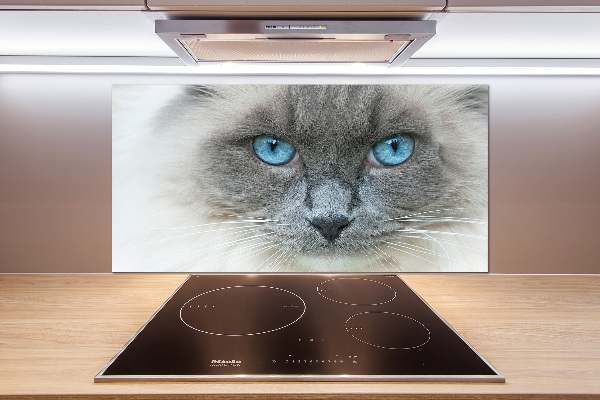 Cooker splashback Cat blue eyes