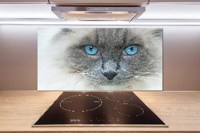 Cooker splashback Cat blue eyes