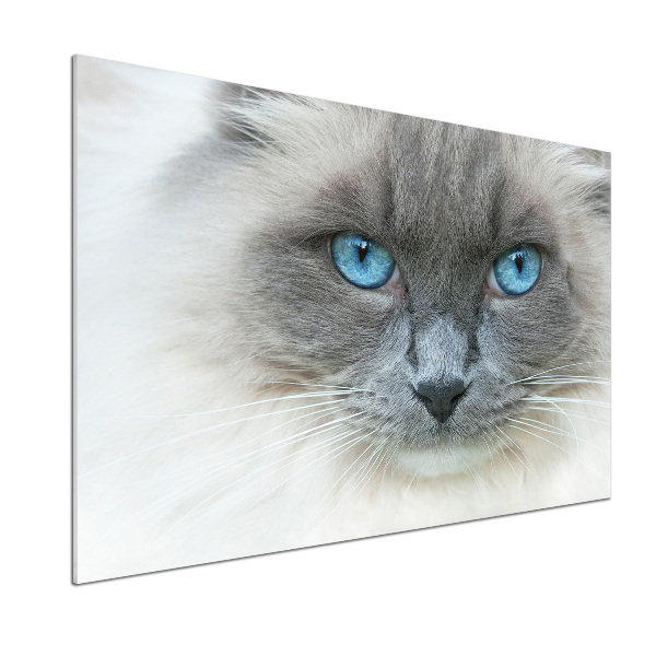 Cooker splashback Cat blue eyes