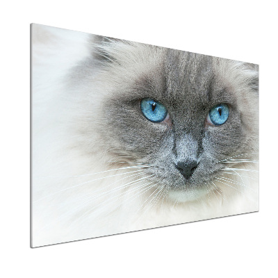 Cooker splashback Cat blue eyes