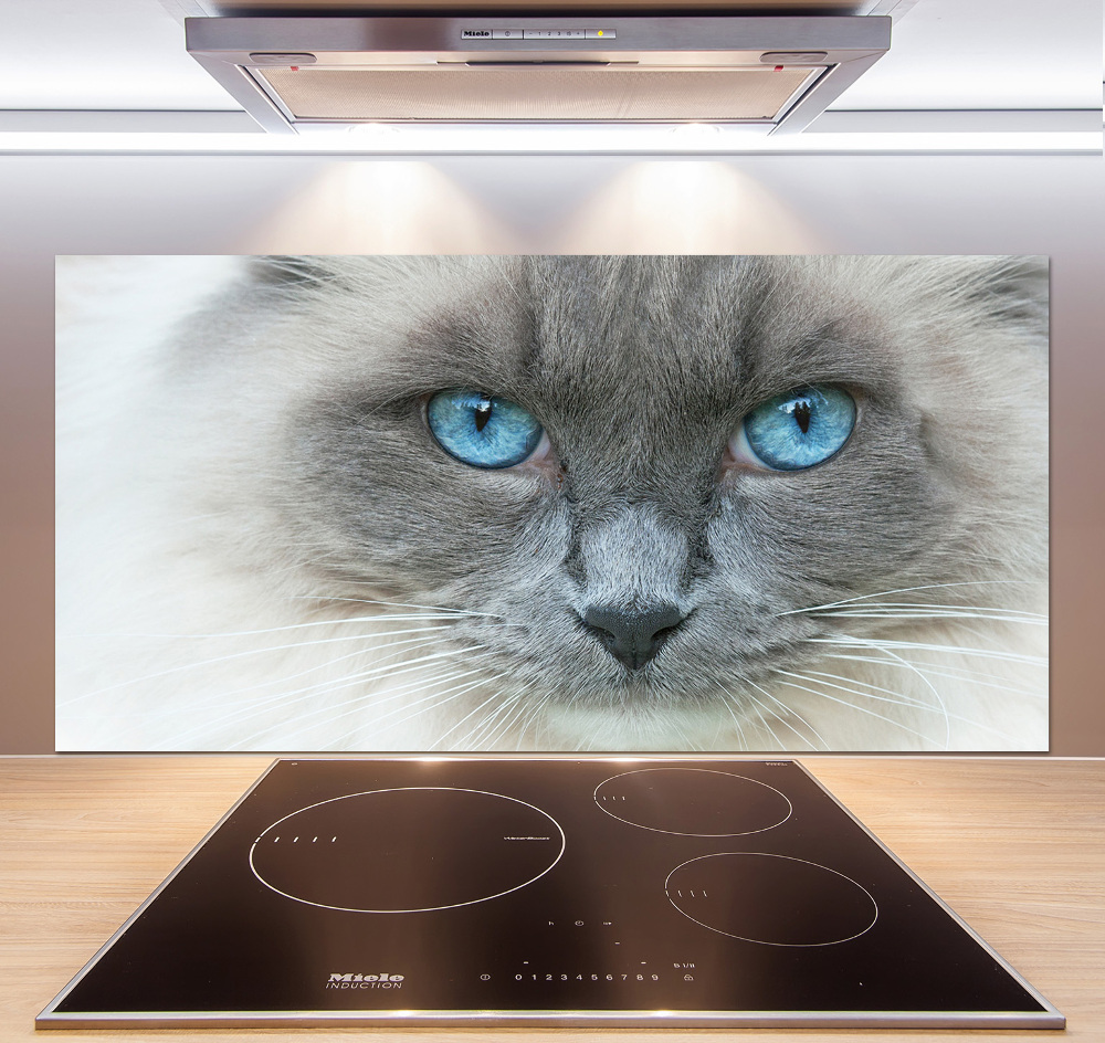 Cooker splashback Cat blue eyes