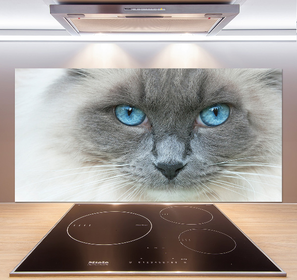 Cooker splashback Cat blue eyes