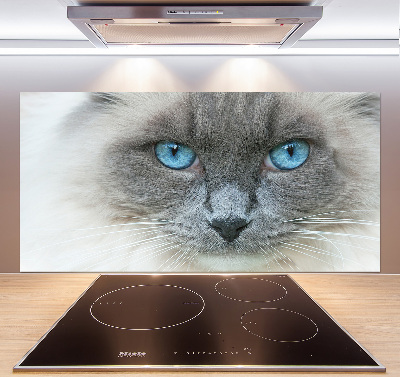 Cooker splashback Cat blue eyes