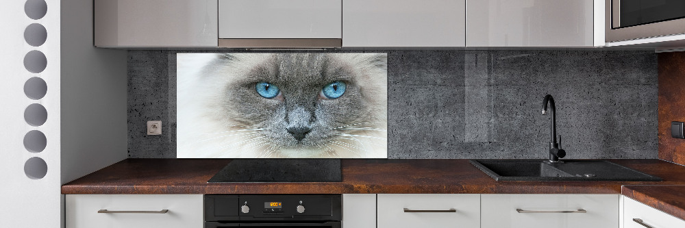 Cooker splashback Cat blue eyes